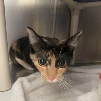 Ponyo -  Domestic Short Hair Cat for Adoption in Murray, Utah - Ponyo | PetCurious
