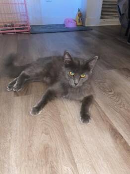 Marie -  Chartreux and Domestic Short Hair Cat for Adoption in Lancaster, California - Marie | PetCurious