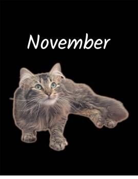 Domestic Long Hair Cats Available for Adoption in Auburn, California - November | PetCurious