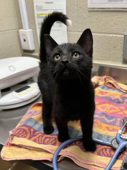 Domestic Short Hair Cats Available for Adoption in Bolton, Ontario - Umbreon | PetCurious