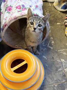 Ticket -  Domestic Short Hair Cat for Adoption in Hamburg, New York - Ticket | PetCurious
