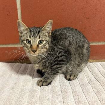 Salem -  Domestic Short Hair Cat for Adoption in Cabot, Arkansas - Salem | PetCurious