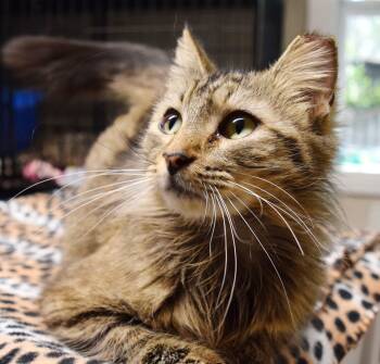 Domestic Medium Hair Cats Available for Adoption - Thumbelina | PetCurious