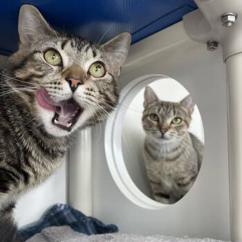 Zeus -  Domestic Short Hair Cat for Adoption in Warwick, Rhode Island - Zeus | PetCurious