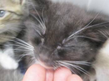 A383530 -  Domestic Short Hair Cat for Adoption in Ocala, Florida - A383530 | PetCurious
