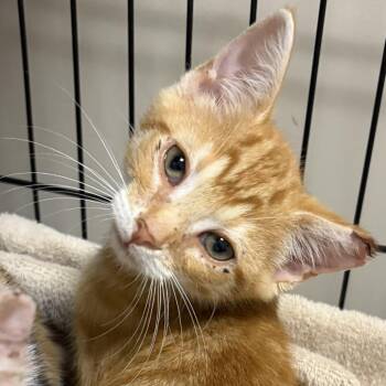 Brian Setzer -  Domestic Short Hair Cat for Adoption in La Grange, Kentucky - Brian Setzer | PetCurious