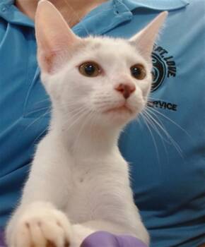 PRUE -  Domestic Short Hair Cat for Adoption in Doral, Florida - PRUE | PetCurious