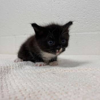 Domestic Short Hair Cats Available for Adoption in Lyndhurst, Virginia - SVAS-Stray-38547 | PetCurious