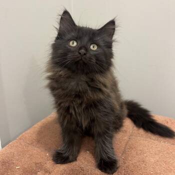 Belle -  Domestic Long Hair Cat for Adoption in Puslinch, Ontario - Belle | PetCurious