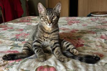 Rescue Tabby Cats for Adoption in Portland, Oregon - Elliott | PetCurious