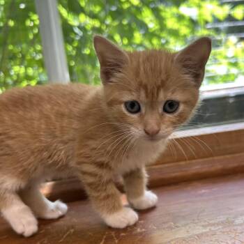 Spitfire -  Domestic Short Hair Cat for Adoption in Peconic, New York - Spitfire | PetCurious