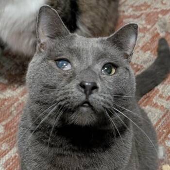 Rescue Domestic Short Hair Cats for Adoption in Davison, Michigan - Stag | PetCurious