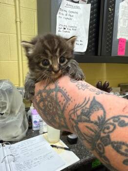 BEAU -  Domestic Short Hair Cat for Adoption in Crossville, Tennessee - BEAU | PetCurious