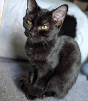 Longbow -  Domestic Short Hair Cat for Adoption in Leesburg, Virginia - Longbow | PetCurious