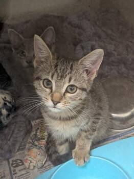Louise -  Domestic Short Hair Cat for Adoption in Louisburg, North Carolina - Louise | PetCurious