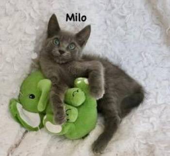 Milo -  Russian Blue Cat for Adoption in St. Augustine, Florida - Milo | PetCurious