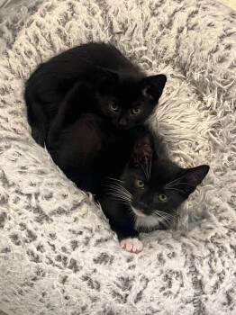 Joey & Yasmina -  Domestic Short Hair Cat for Adoption in Medfield, Massachusetts - Joey & Yasmina | PetCurious