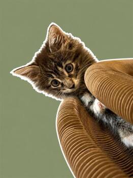 Domestic Medium Hair Cats Available for Adoption in Sarasota, Florida - DANIELLA | PetCurious