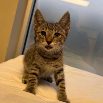 Diego 061603U -  Domestic Short Hair Cat for Adoption in Tupelo, Mississippi - Diego 061603U | PetCurious