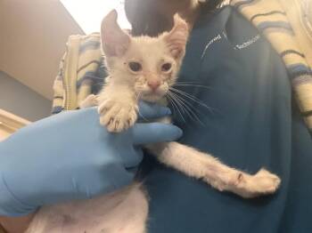 GIZMA -  Domestic Short Hair Cat for Adoption in Riverside, California - GIZMA | PetCurious
