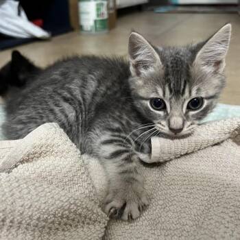 Dumpling -  Domestic Short Hair Cat for Adoption in South Miami, Florida - Dumpling | PetCurious