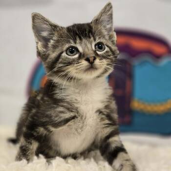 Sequoia -  Domestic Short Hair Cat for Adoption in Effingham, Illinois - Sequoia | PetCurious
