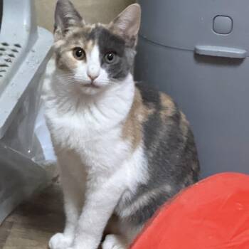 Hazel -  Dilute Calico Cat for Adoption in Oakley, California - Hazel | PetCurious