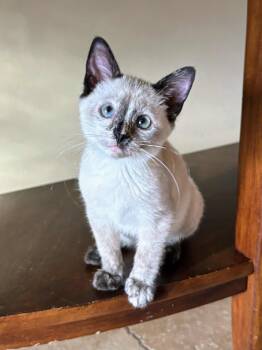 Rescue Dilute Tortoiseshell and Siamese Cats for Adoption in St. George, Utah - Parker | PetCurious