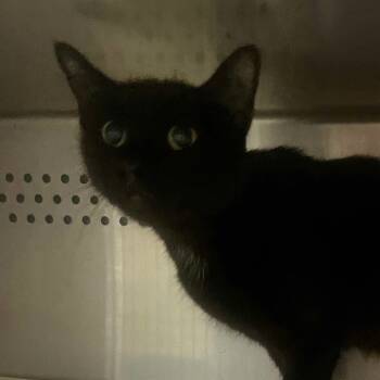 Rescue Domestic Short Hair Cats for Adoption in Springfield, Missouri - Binx | PetCurious