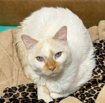 Siamese Cats Available for Adoption in Madison, Wisconsin - CASPER | PetCurious
