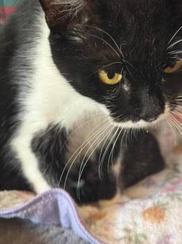Hermoine -  Domestic Medium Hair Cat for Adoption in Saint Francisville, Louisiana - Hermoine | PetCurious