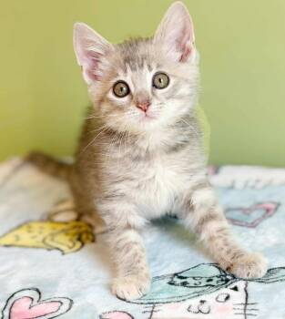 Maxine is a silver angel -  Tabby and Maine Coon Cat for Adoption in Bedford Hills, New York - Maxine Is A Silver Angel | PetCurious