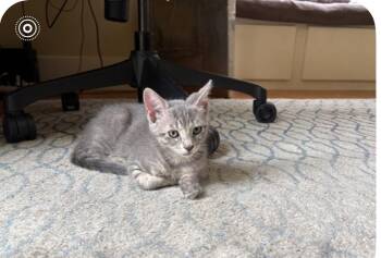 Shelley -  Domestic Short Hair Cat for Adoption in Austin, Texas - Shelley | PetCurious