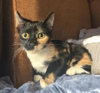 Rescue Domestic Short Hair Cats for Adoption in Crossville, Tennessee - Nori | PetCurious