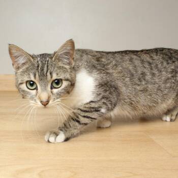 Domestic Short Hair Cats Available for Adoption in Minnetonka, Minnesota - Leona C69215 | PetCurious