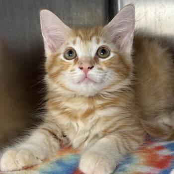 Banana -  Domestic Long Hair Cat for Adoption in Asheville, North Carolina - Banana | PetCurious