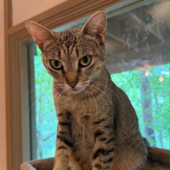 Hope -  Domestic Short Hair Cat for Adoption in Bentonville, Arkansas - Hope | PetCurious