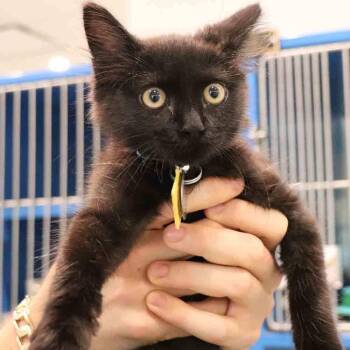 Butter -  Domestic Short Hair Cat for Adoption in Port Washington, New York - Butter | PetCurious