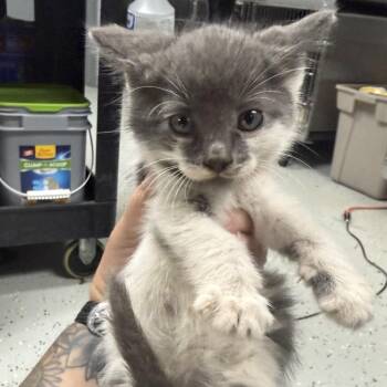 Cardinals -  Domestic Short Hair Cat for Adoption in Marion, Virginia - Cardinals | PetCurious