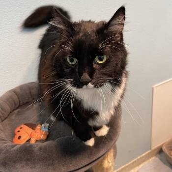 Domestic Long Hair Cats Available for Adoption in Hawthorne, California - Izzy | PetCurious