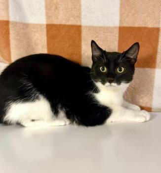 Rescue Tuxedo and Domestic Short Hair Cats for Adoption in Greensburg, Pennsylvania - Freddy | PetCurious