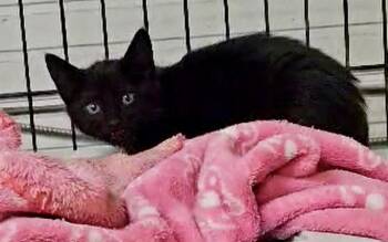 Rescue Domestic Short Hair Cats for Adoption in Myrtle Beach, South Carolina - Elvira | PetCurious
