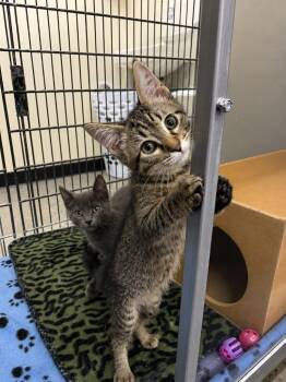 Domestic Short Hair Cats Available for Adoption in Fort Lupton, Colorado - November IL | PetCurious