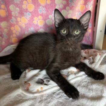 Lynyrd Skynyrd -  Domestic Short Hair Cat for Adoption in Bentonville, Arkansas - Lynyrd Skynyrd | PetCurious