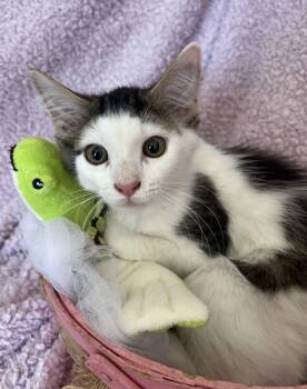 Fiesta -  Domestic Long Hair Cat for Adoption in St. Augustine, Florida - Fiesta | PetCurious