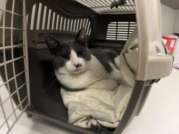 Domestic Short Hair Cats Available for Adoption in Kansas City, Missouri - These Ain
