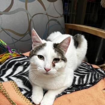 Lorenzo -  Tabby Cat for Adoption in Maple Ridge, British Columbia - Lorenzo | PetCurious