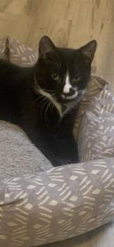 Rescue Domestic Short Hair Cats for Adoption in Port Jefferson Station, New York - Spencer | PetCurious