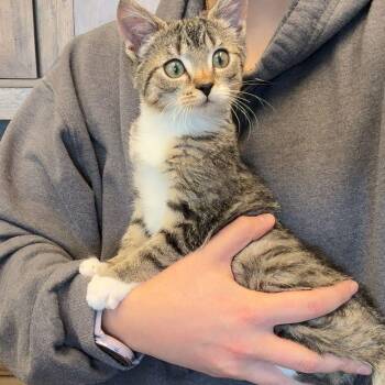 Rescue Domestic Short Hair Cats for Adoption in Huntington, Massachusetts - Connie | PetCurious