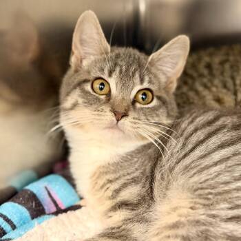 Cozy -  Domestic Short Hair Cat for Adoption in Stafford Township, New Jersey - Cozy | PetCurious